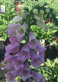 Digitalis purpurea 'Camelot Lavender'